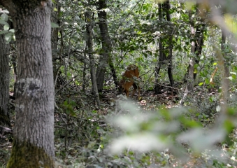 prostituée foret de senart