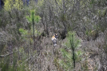 prostituée foret de senart
