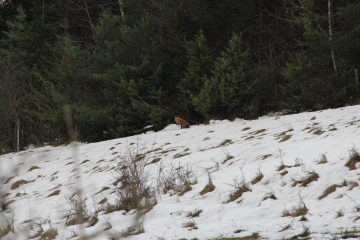 EVOSGES - PLATEAU DE JARGOY-ain