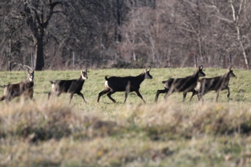 PLATEAU DE SUERME-ain