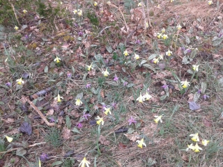 VILLEBOIS - TOUR DE CUNY-ain