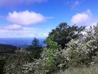 INNIMOND - MOLLARD DE DON-ain