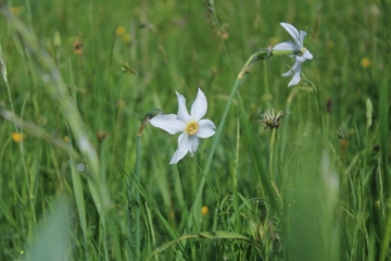 PLATEAU DU RETORD -ain