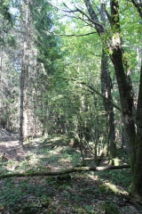 LES BOIS AU DESSUS D AMBRONAY-ain