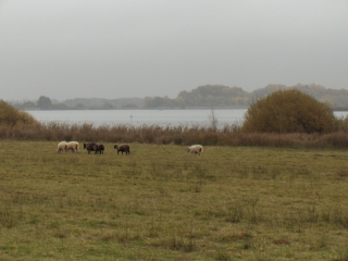 DIENVILLE - LAC D AMANCE-aube