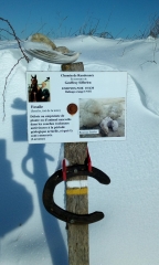 CHEMIN GEOFFROY SIFFERLEN - BALADE POUR JO-aube