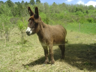 BUGARACH - SOUGRAIGNE - RENNES-LES-BAINS-aude