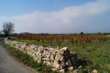 LEUCATE - SENTIER DU BERGER-aude