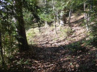 PALAGNAC - BOIS DE LA CALMEILLE - BELCAIRE-aude