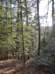 PALAGNAC - BOIS DE LA CALMEILLE - BELCAIRE-aude