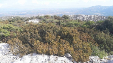 COMBE DE LAS GRAOULOS EST - PIC DE POUL-aude