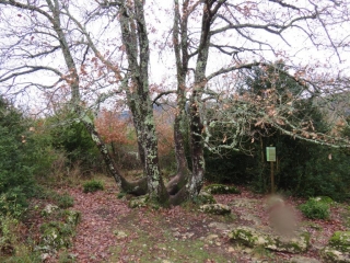 PUIVERT - NEBIAS EN BOUCLE-aude