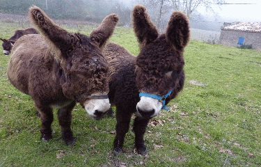 JONCQUIERES - COUSTOUGE-aude