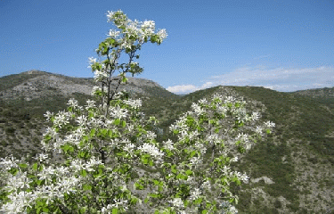 GOUFFRE DE CABRESPINE-aude