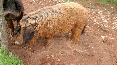 PALAIRAC -  PECH DE GUILLOUMET-   MINES DE FER-aude