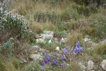 LA VIERGE DE CRUQUES - LE PECH REDON - LA CLAPE-aude