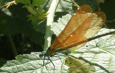PLATEAU DU LEVEZOU-aveyron