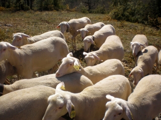 VEZINS DE LEVEZOU - GLEYZENOVE-aveyron