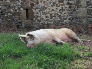 VIVIEZ - GAMELE - AGARD-aveyron