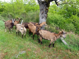 ENTRAYGUES-SUR-TRUYERE - GOLINHAC-aveyron