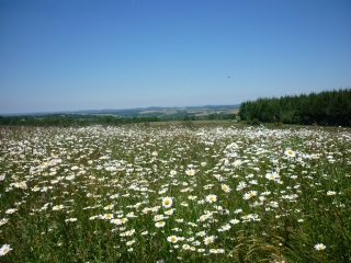 SALLES-CURAN - SALGANSET-aveyron