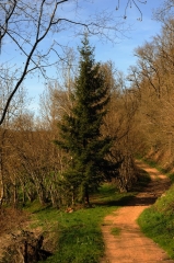 MOYRAZES - MIQUELOU-aveyron