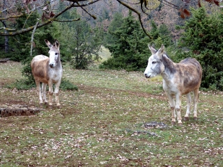 NUCES  - CAUSSE DE GRADELS-aveyron