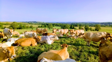 LAGUIOLE - PUECH DE LA PENDULE-aveyron