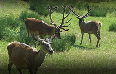 AGEN D AVEYRON - FORET DES PALANGES-aveyron