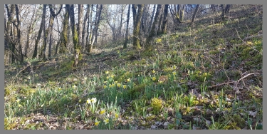 RONDO JONQUILLES A LOMPLA-aveyron