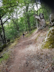 grands-causses - ST BEAUZELY - VALLEE DE LA MUSE