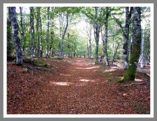 LAGUIOLE - EN DIRECTION DU BOIS-aveyron