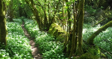 LA CAPELLE-BALAGUIER - LES BUIS ET L AIL DES OURS-aveyron