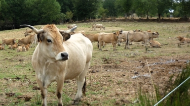 GRAISSAC (ARGENCES EN AUBRAC)-aveyron