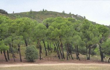 ABBAYE DE SAINT-MICHEL DE FRIGOLET (2)-bouches-du-rhone