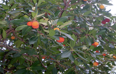 Le Mont St CYR-bouches-du-rhone