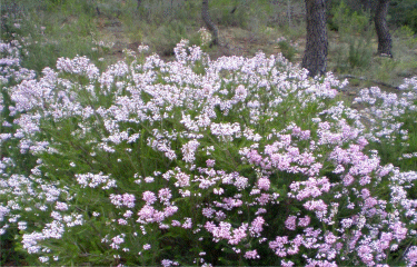 Le Mont St CYR-bouches-du-rhone