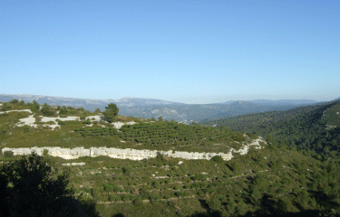 FORET DE FONTBLANCHE-bouches-du-rhone