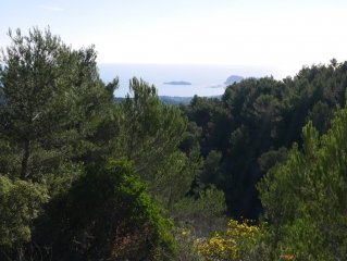 FORET DE FONTBLANCHE - LE MONTOUNIER-bouches-du-rhone