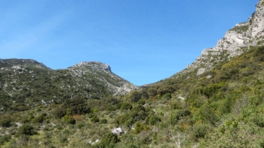 AUREILLE - DES OPIES AU CALANS-bouches-du-rhone