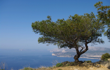 CASSIS - LES FALAISES SOUBEYRANES-bouches-du-rhone