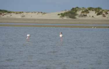 CAMARGUE - LA DIGUE A LA MER-bouches-du-rhone
