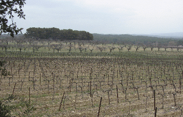 LA CRETE DES COTES-bouches-du-rhone