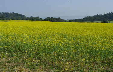 LA CHAPELLE SAINT CESAIRE-bouches-du-rhone