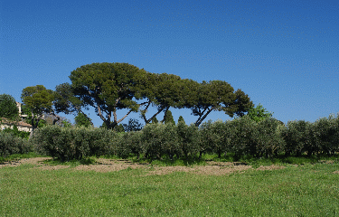 MIRAMAS-LE-VIEUX-bouches-du-rhone