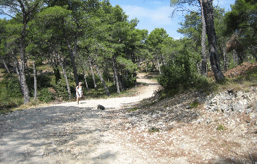 BARBENTANE - FRIGOLET-bouches-du-rhone