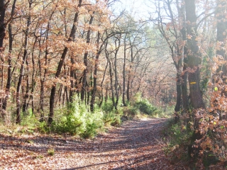 FORET DE GREASQUE-bouches-du-rhone