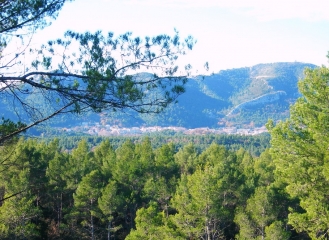 FORET DE GREASQUE-bouches-du-rhone