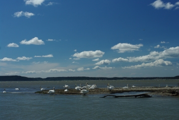 MIRAMAS-LE-VIEUX A LA PETITE CAMARGUE-bouches-du-rhone