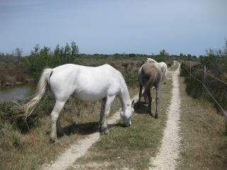 CAMARGUE - LA SABLEUSE ET LA GRANDE PALUN-bouches-du-rhone